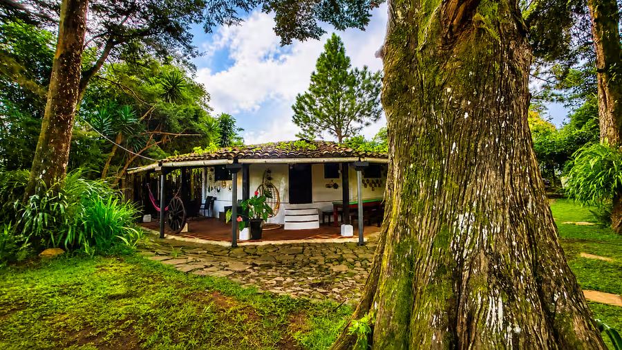 Cabin exterior at Monte Berat framed by a large tree trunk