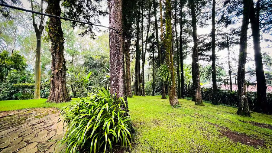 Pine forest grounds surrounding the cabins at Monte Berat